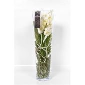 Ванда Lisanne White d24 см h70 см