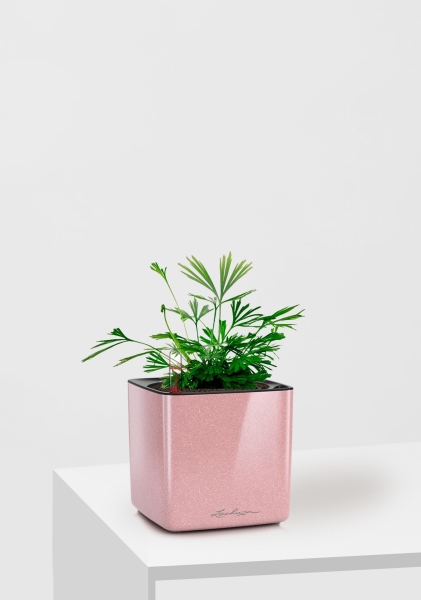 Актиниоптерис Австралийский 5/10 см в CUBE GLOSSY KISS 14