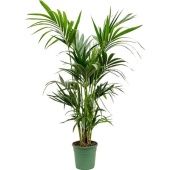 Ховея Форстериана d22 см h140 см