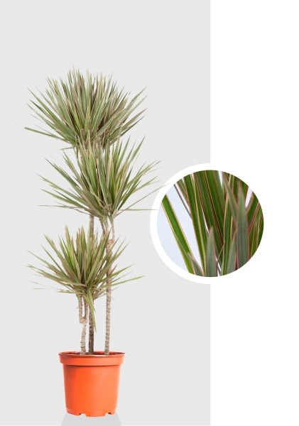 Драцена Маргината Биколор 3 ствола 24/140 см