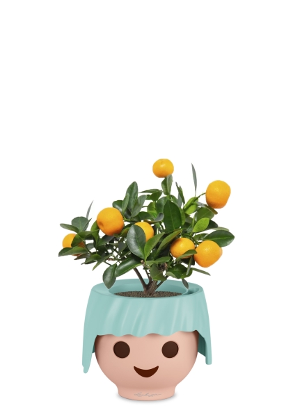 Цитрус Каламондин 12/30 см в OJO Цитрус Каламондин 12/30 см в OJO