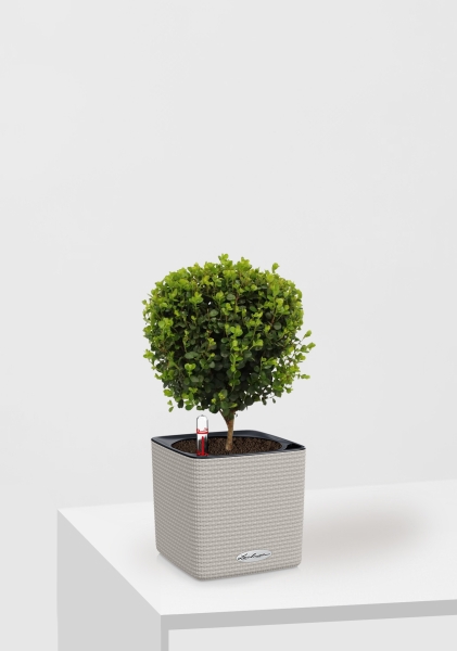 Мирсина 12/30 см в CUBE Color 14 Мирсина 12/30 см в CUBE Color 14