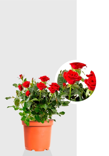 Роза Бо Монд красная 12/25 см