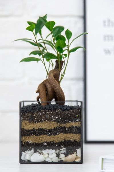 Флорариум с Бонсаем в кубе 10 см Флорариум с Бонсаем в кубе 10 см