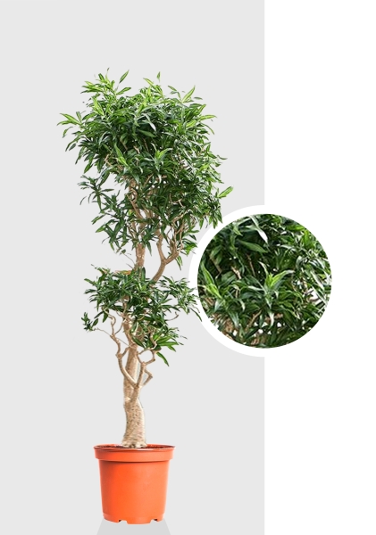 Драцена Песнь Ямайке бранч d45 см h180 см