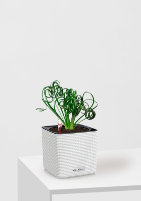 Альбука Спиралис 12/25 см в CUBE COLOR 14, белый