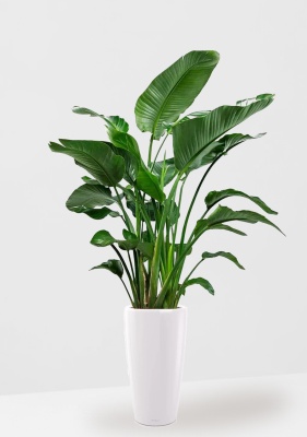 Стрелиция Николай 35/180 см в RONDO 40