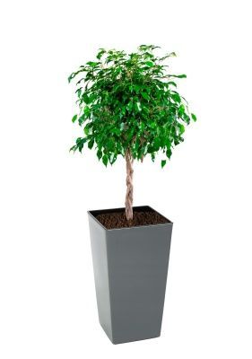 Фикус Экзотика переплетенный 23/110 см в Finezja 30x30, серый бетон Фикус Экзотика переплетенный 23/110 см в Finezja 30x30, серый бетон