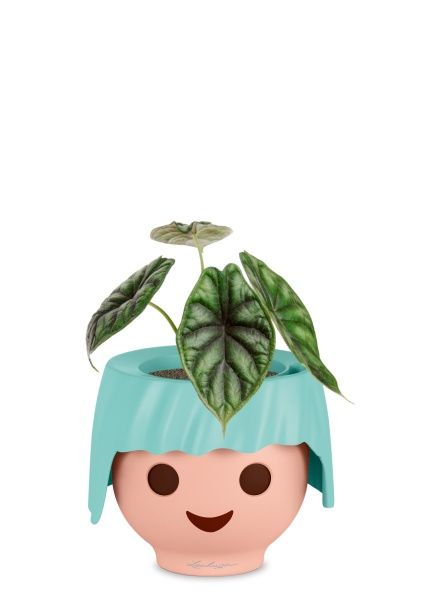 Алоказия Драгон Скейл 12/25 см в OJO Алоказия Драгон Скейл 12/25 см в OJO