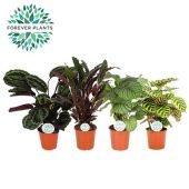 Калатея микс d21 см h70 см Калатея микс d21 см h70 см