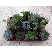 Суккуленты микс d8.5 см h10 см тип 1