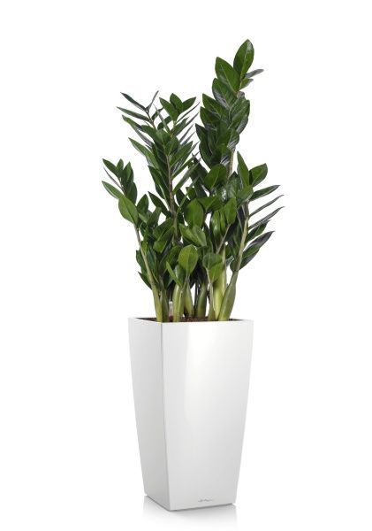 Замиокулькас 17/60 в CUBICO 22