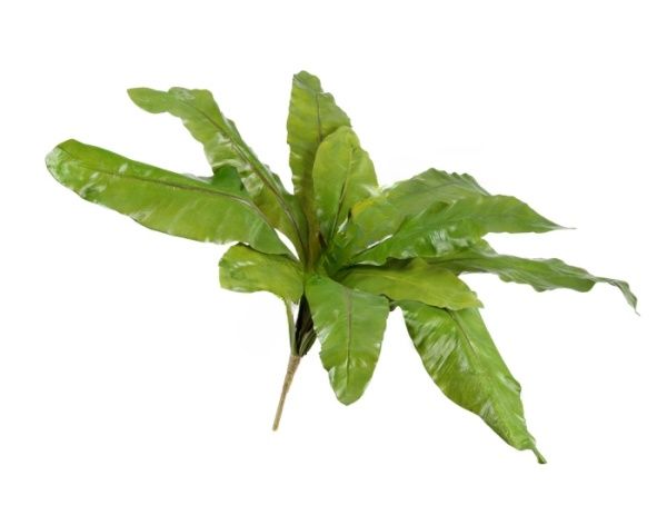 Асплениум Натуральный большой, 90 см