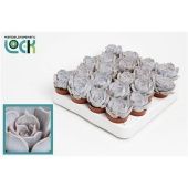 Эхеверия Runyonii d5.5 см h8 см