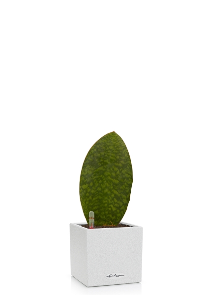 Сансевиерия Масониана Виктория 12/40 в CANTO STONE 14