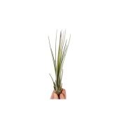 Тилландсия Juncea Bonsai d3 см h15 см Тилландсия Juncea Bonsai d3 см h15 см
