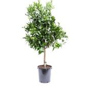 Цитрус Оранж на стволе d46 см h175 см тип 2 Цитрус Оранж на стволе d46 см h175 см тип 2