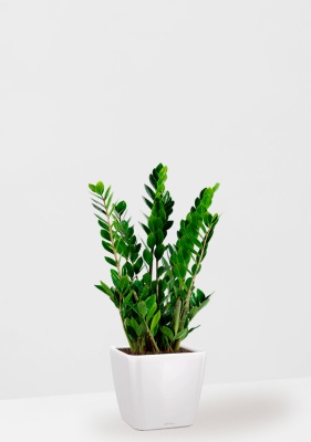 Замиокулькас 17/70 см в QUADRO LS 21