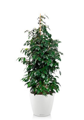 Фикус Бенджамина Даниэль 27/120 см в CLASSICO COLOR 35 Фикус Бенджамина Даниэль 27/120 см в CLASSICO COLOR 35