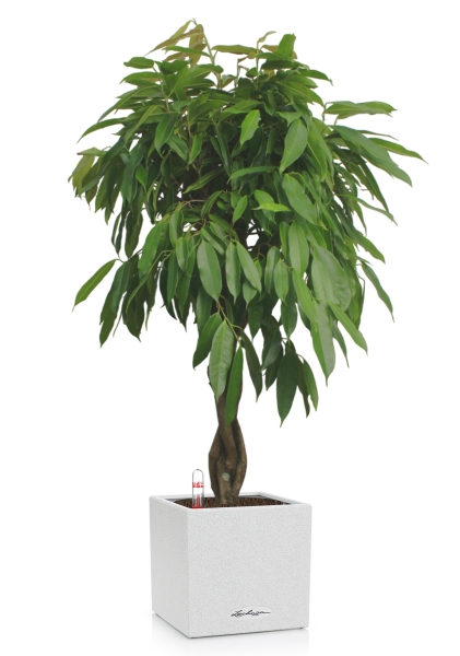 Фикус Амстел Кинг переплетенный 30/150 см в CANTO STONE LOW 40