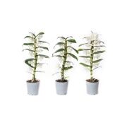 Дендробиум Nobile Apollon 1 ствол белый d12 см h40 см