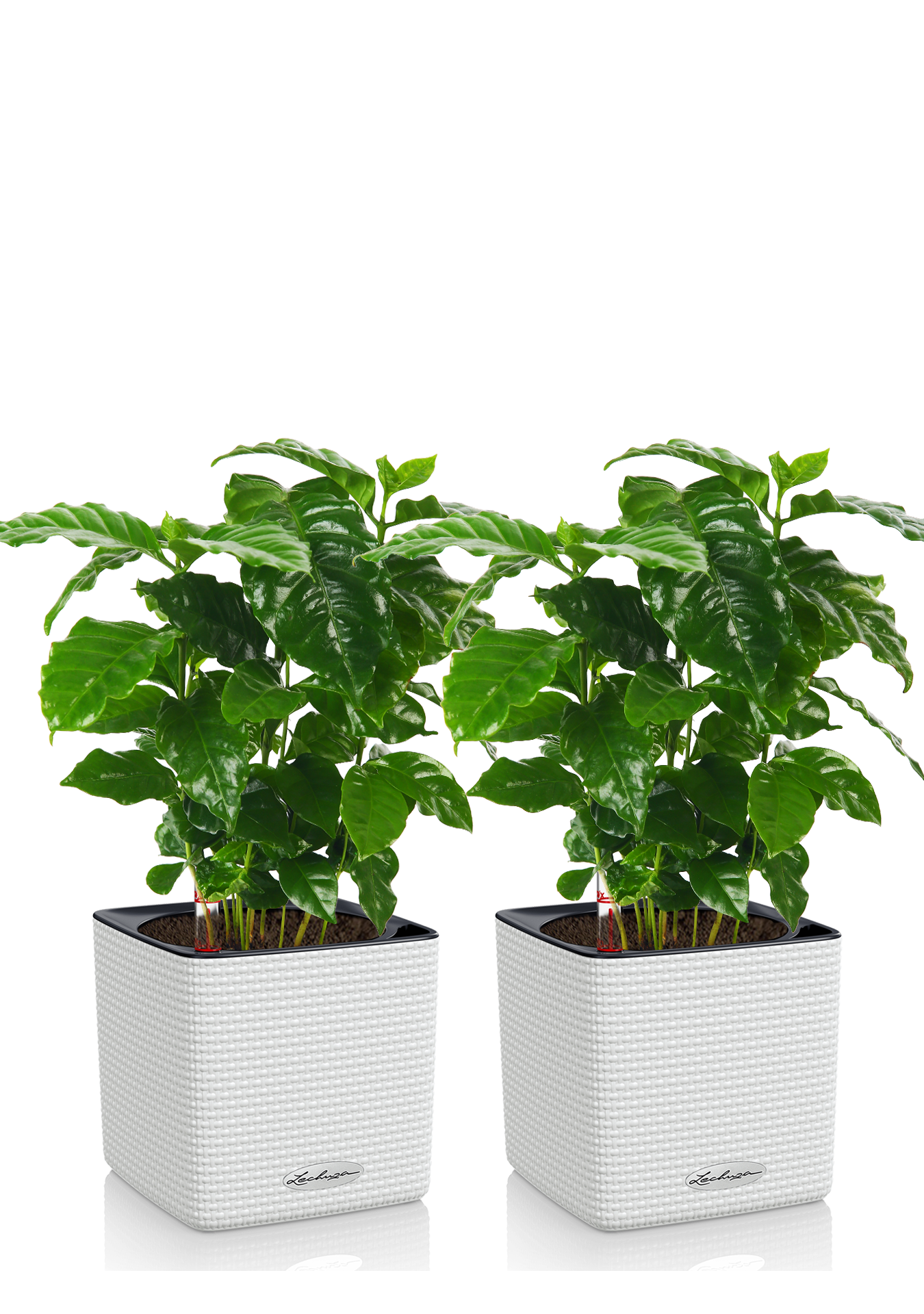 Набор Кофе в CUBE COLOR 14