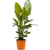 Стрелиция Николай d40 см h160 см Стрелиция Николай d40 см h160 см