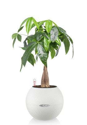 Пахира PURO 20/40 см, Белый