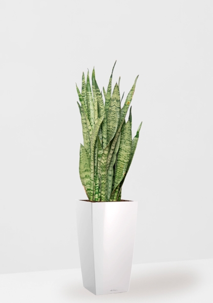 Сансевиерия Зейланика 21/70 см в CUBICO 30