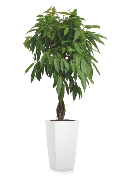 Фикус Амстел Кинг переплетенный 30/150 см в CUBICO COLOR 40