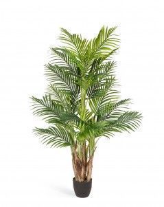 Пальма Арека Бетель 5 стволов