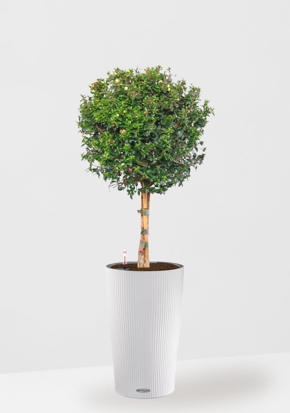 Мирт на стволе 19/75 см в CILINDRO 23 Мирт на стволе 19/75 см в CILINDRO 23