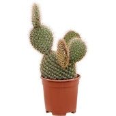 Опунция Pycnantha d17 см h40 см