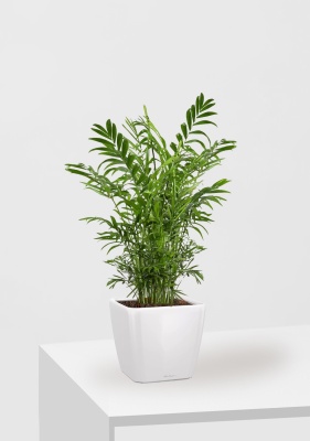 Хамедорея Элеганс 17/60 см в QUADRO LS 21, белый блестящий