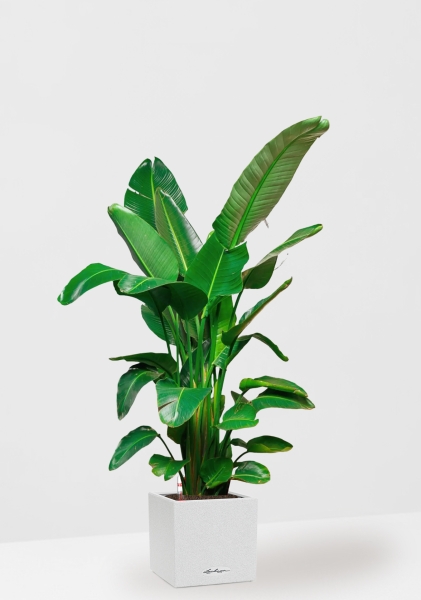 Стрелиция Николай 30/180 см в CANTO STONE LOW 40