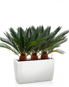 Цикас CARARO 75/100 см, Белый Цикас CARARO 75/100 см, Белый