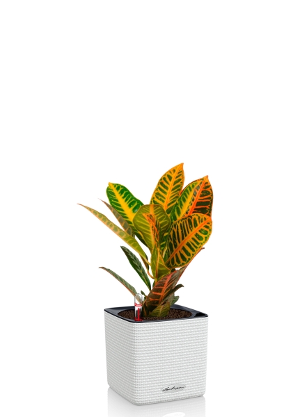 Кодиеум 13/30 см в CUBE COLOR 16