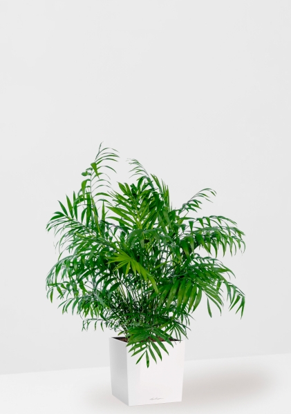 Хамедорея Элеганс 20/100 см в CUBE 30 Хамедорея Элеганс 20/100 см в CUBE 30