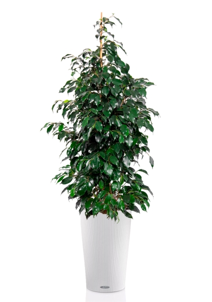 Фикус Бенджамина Даниэль 27/120 см в CILINDRO COLOR 32
