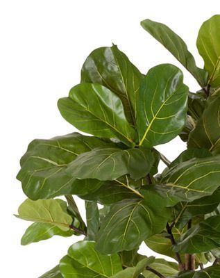 Фикус Лирата Style на штамбе