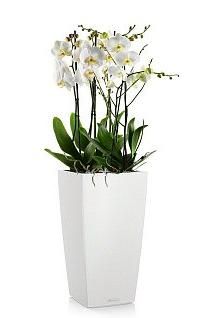 Орхидея CUBICO 30/110 см, белый Орхидея CUBICO 30/110 см, белый