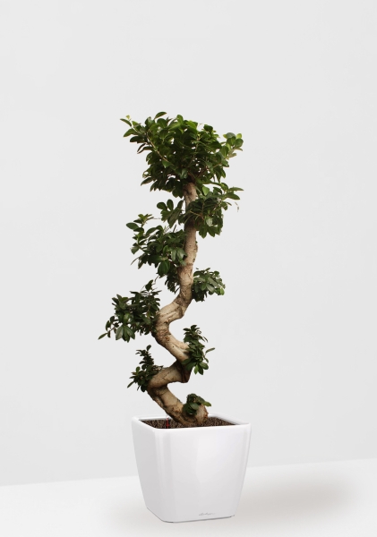 Фикус Микрокарпа Гинсенг 40/130 см в QUADRO LS 50