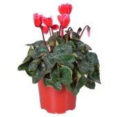 Цикламен Супер Аллюр Fuji Red d12 см h25 см