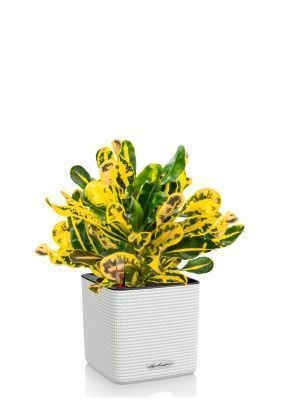 Кротон Еллоу в CUBE 14, белый