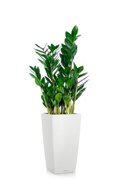 Замиокулькас 17/65 см в CUBICO COLOR 22