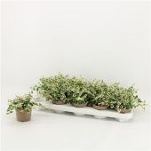 Фикус Пумила Belle Sunny d9 см h15 см