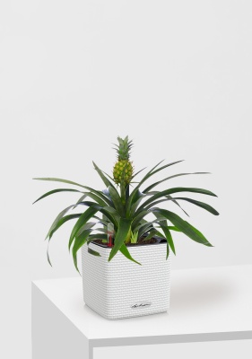 Ананас 12/40 см в CUBE COLOR 14