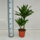 Драцена Грин Джевел 2 ствола d17 см h65 см Драцена Грин Джевел 2 ствола d17 см h65 см