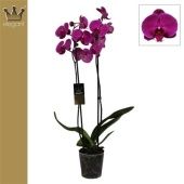 Фаленопсис 2 ствола Royal Purple 18+ (bernhard) d12 см h60 см