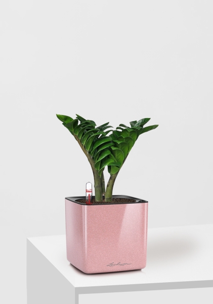 Замиокулькас Зензи 12/30 см в CUBE GLOSSY KISS 14